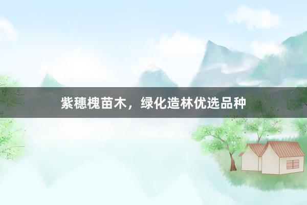 紫穗槐苗木，绿化造林优选品种